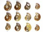 Lot: Polished Whole Ammonite Fossils - Pieces #116585-1